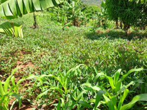 Pamoja to Sustain gallery photo