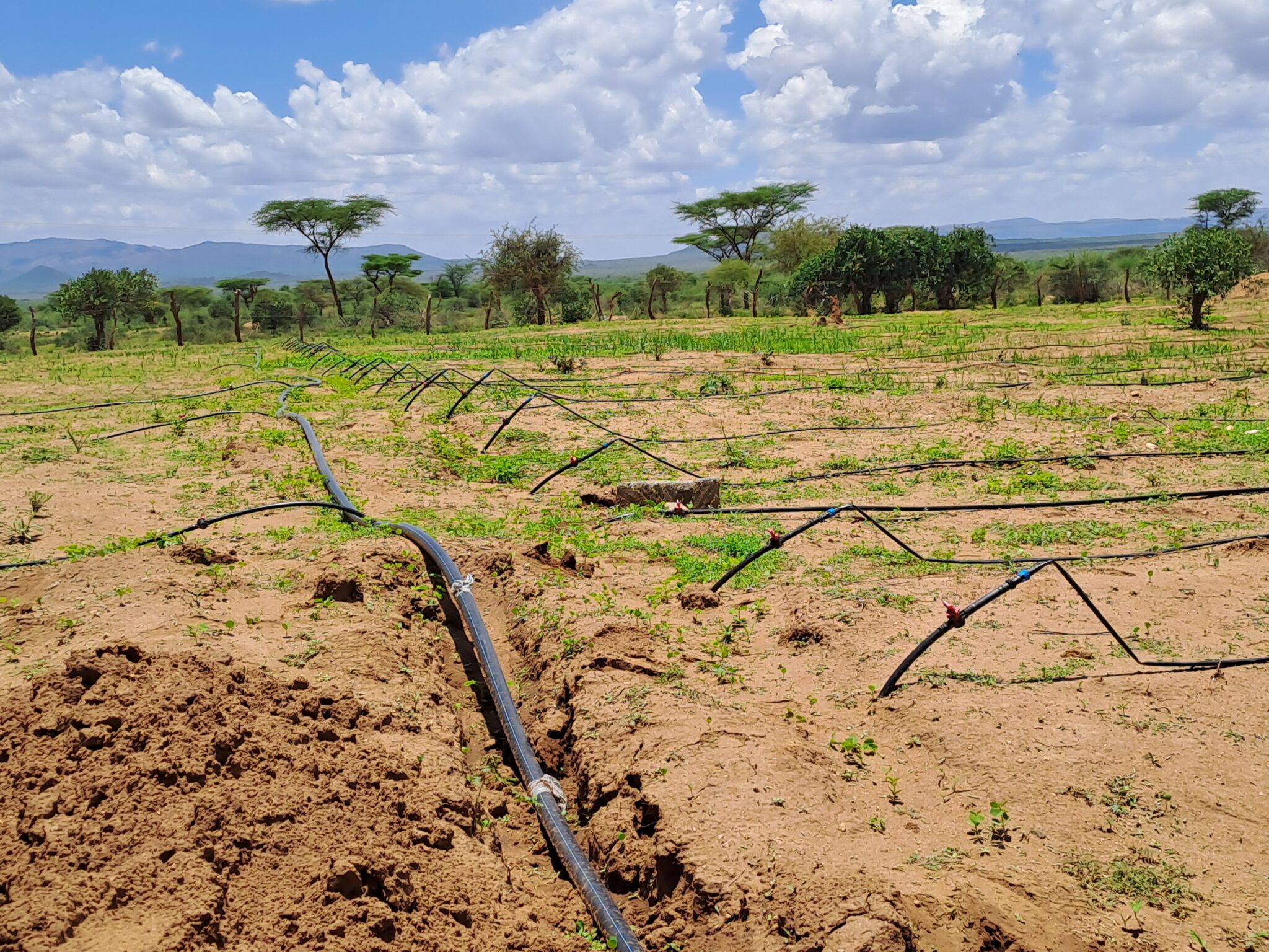 Agriculture and Food Security programme